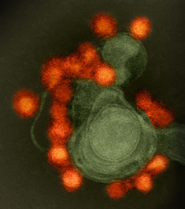 zika virus