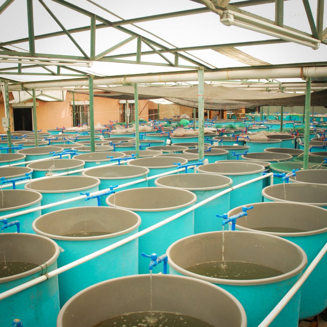 Aquaculture for Pharmaceutical Companies & Lab Researches | Formaspace