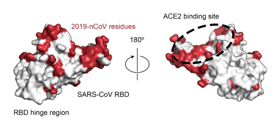 Illustration showing how the molecular surface of SARS-CoV-2 (in red) compares with SARS-C0V (in white). Image credit: D. Wrappet al., Science10.1126/science.abb2507(2020).