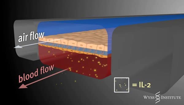 Diagram of "Lung-on-a-Chip" designed by The Wyss Institute at Harvard University. Image courtesy Wyss Institute. Diagram of "Lung-on-a-Chip" designed by The Wyss Institute at Harvard University. Image courtesy Wyss Institute.