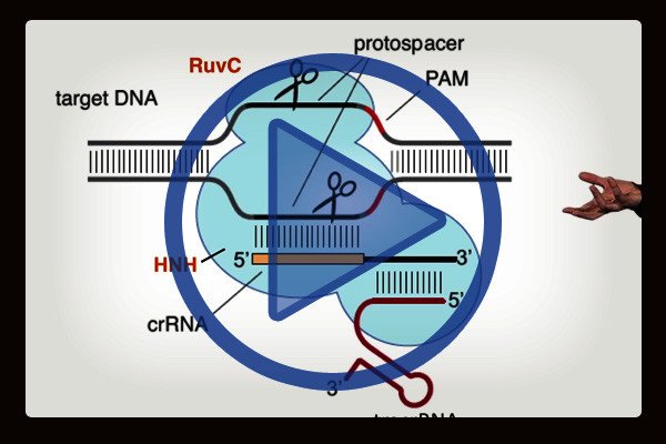 Jennifer Doudna is Professor of the Departments of Chemistry and of Molecular and Cell Biology at University of California, Berkeley, and an Investigator of the Howard Hughes Medical Institute. Here she tells the story of how the CRISPR-Cas9 technology was discovered and how far it has advanced in a short timeframe. Jennifer Doudna is Professor of the Departments of Chemistry and of Molecular and Cell Biology at University of California, Berkeley, and an Investigator of the Howard Hughes Medical Institute. Here she tells the story of how the CRISPR-Cas9 technology was discovered and how far it has advanced in a short timeframe.